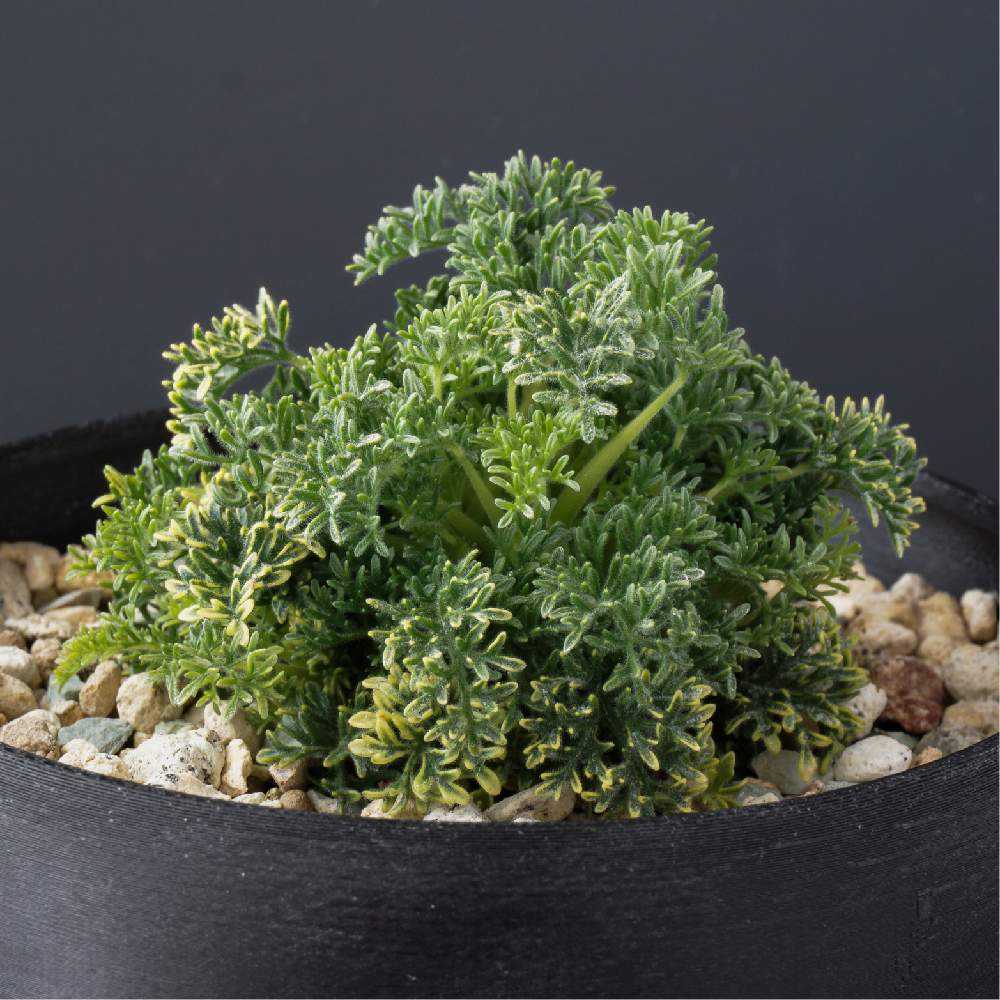 Monsonia herrei (Sarcocaulon herrei) 実生記録＋メモ｜🍀GreenSnap