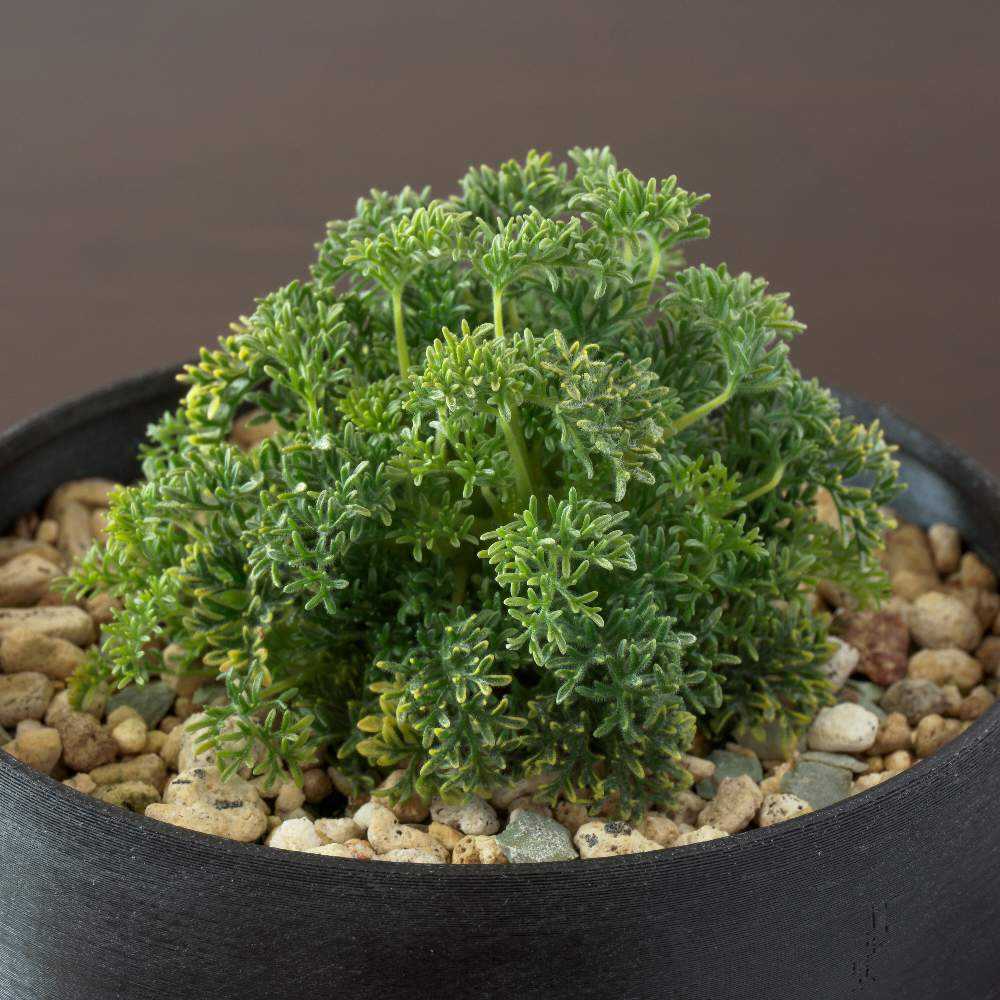 Monsonia herrei (Sarcocaulon herrei) 実生記録＋メモ｜🍀GreenSnap