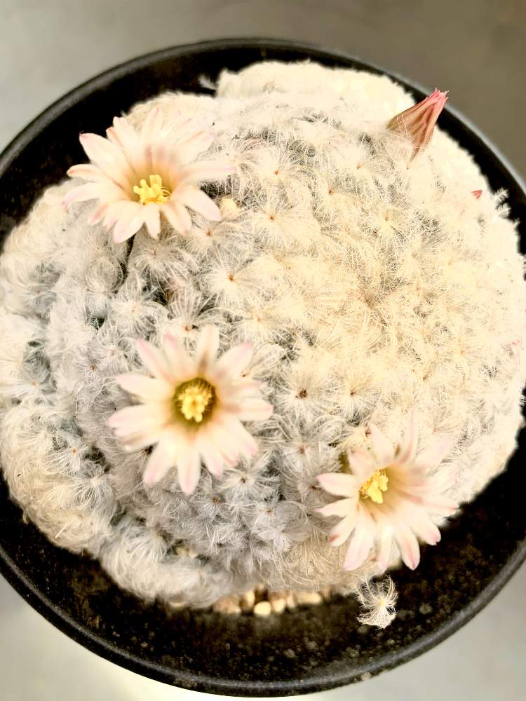 白星の投稿画像 By Waiemicさん 花が咲いたとマミラリア属と白星 月12月13日 Greensnap グリーンスナップ
