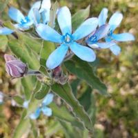 ブルースターの画像