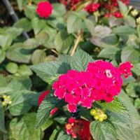 ランタナの画像