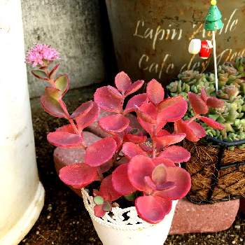 アンティーク鉢の画像 by ゴールさん |  紅葉とかわいい♡とアンティーク鉢と癒し多肉ちゃんとお庭とミセバヤ♡