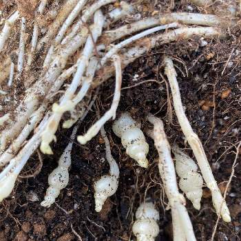 チョロギの投稿画像一覧 Greensnap グリーンスナップ