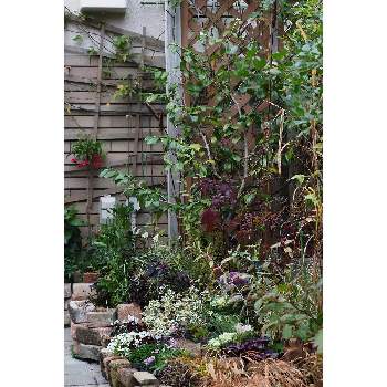 一二月の庭の画像 by 我楽多さん | 小さな庭といつもの箱庭（メインの花壇）とOM-D E-M1ⅡとOLY ED 75-300mm F4.8-6.7と一二月の庭