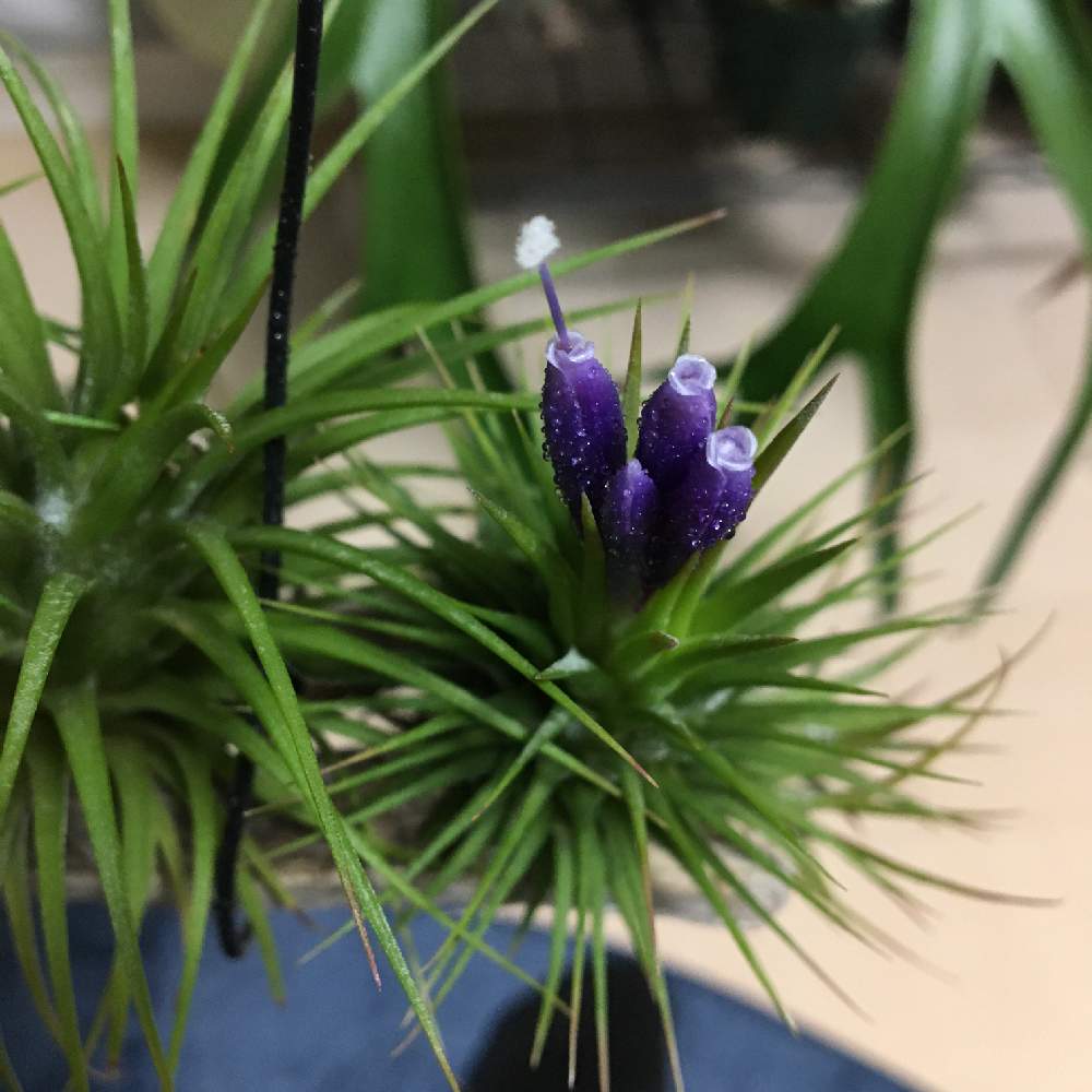 チランジアの投稿画像 By まりおさん イオナンタとエアプランツ チランジアとエアプランツ イオナンタと100均とダイソーとエアプランツ ティランジアとティランジア属とイオナンタ万歳同盟 ﾟ ﾟ 人 ﾟ ﾟ とdaisoとエアプランツとエアープランツ チランジア 月12月