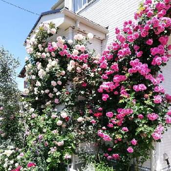 つるバラ壁面誘引の投稿画像一覧 Greensnap グリーンスナップ