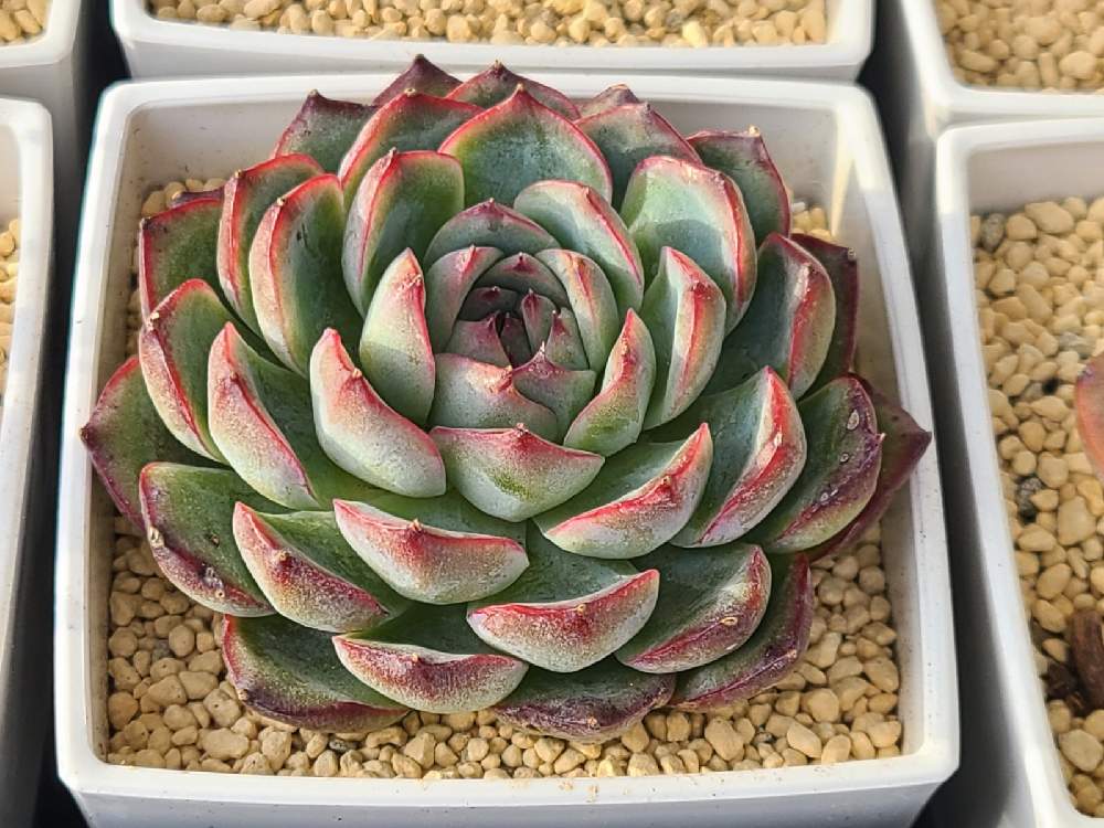 多肉植物 シルエット 双頭 【公式通販】