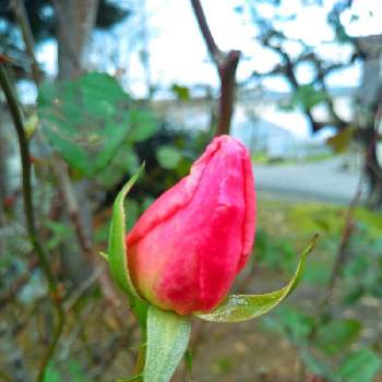 この色大好き❤の画像 by あちゃこさん | 広い庭とばらとこの色大好き❤とばら バラ 薔薇と惜しまれる薔薇と可愛い色と薔薇のある暮らし♡とおうち園芸と愛らしい花姿