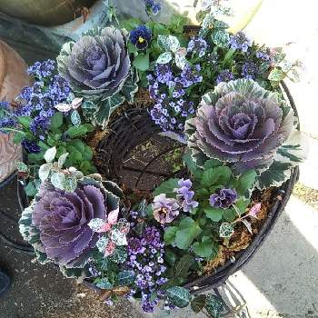 ふかこーりょくの投稿画像一覧 Greensnap グリーンスナップ