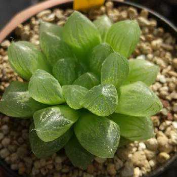 光オブツーサの投稿画像一覧 Greensnap グリーンスナップ