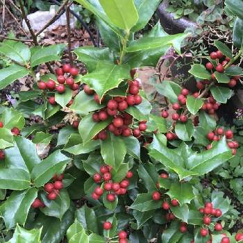 セイヨウヒイラギの投稿画像一覧 Greensnap グリーンスナップ