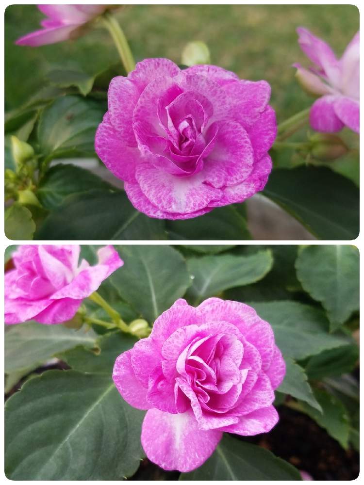 カリフォルニアローズ フィエスタ スターダストラベンダーの投稿画像 By Meymii さん 可愛いピンクの花 と咲いたよとマイガーデンと南の島と花は癒し と大好きな花とガーデニングと花のある暮らしと可愛いﻌﻌﻌ花 とお気に入り 月12月14日 カリフォルニアローズ フィエスタ スターダストラベンダーの投稿画像 By Meymii さん 可愛いピンクの花 と咲いたよとマイガーデンと南の島と花は癒し と大好きな花とガーデニングと花のある暮らしと可愛いﻌﻌﻌ花 とお気に入り 月12月14日