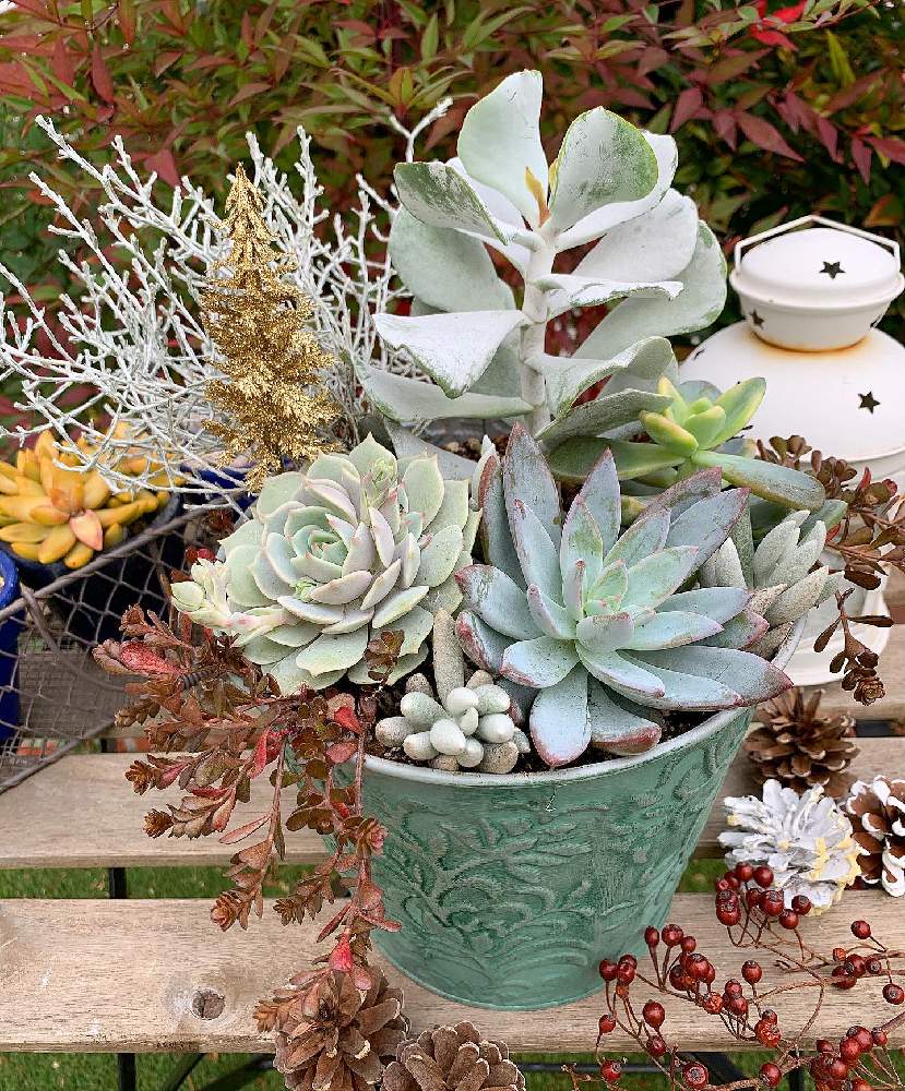 多肉植物の投稿画像 By Haruppoさん シルバー系寄せ植えとエケベリア 霜の朝と多肉大好きとエケベリア好きとローラ とコチレドン ペパーミントと 多肉植物寄せ植えと多肉のある暮らしとセダムセット希望と多肉女子とクリスマス寄せ植えと多肉よありがとうと多肉寄せ植え