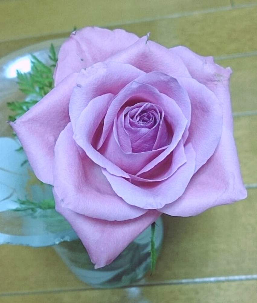バラの投稿画像 By ジュリアーノさん ピンクの花と薄紫色の花と青い花と青い花で忘年会と月曜日にはバラをと青い花 マニアとチーム ブルーとバラ ミニバラと青い花が好きとチームブルーno 086とピュアフラワーと青薔薇マニア 月12月14日 Greensnap