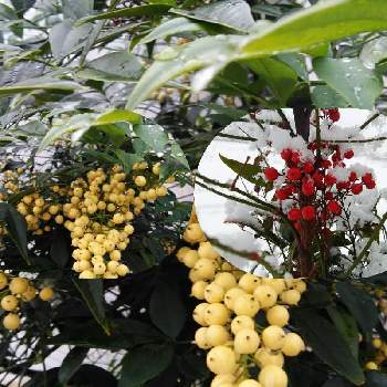 赤南天 白南天の投稿画像一覧 Greensnap グリーンスナップ