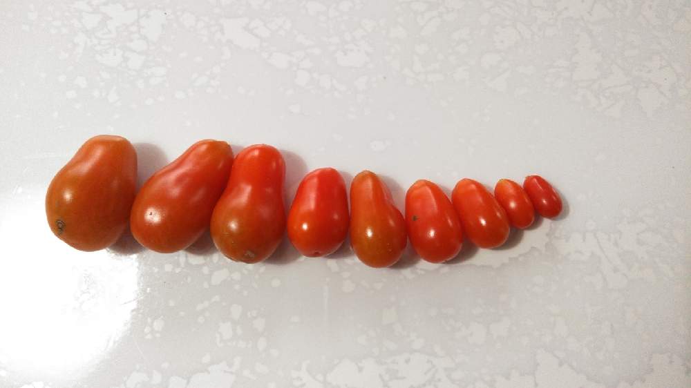 ミニトマトの投稿画像 By こじるんさん アイコとたねからの幸せと食べた種と家庭菜園とおうちde菜園ととまととトマト栽培と袋栽培とやさいとf2ミニトマトと家庭菜園奮闘日記 月12月14日 Greensnap グリーンスナップ