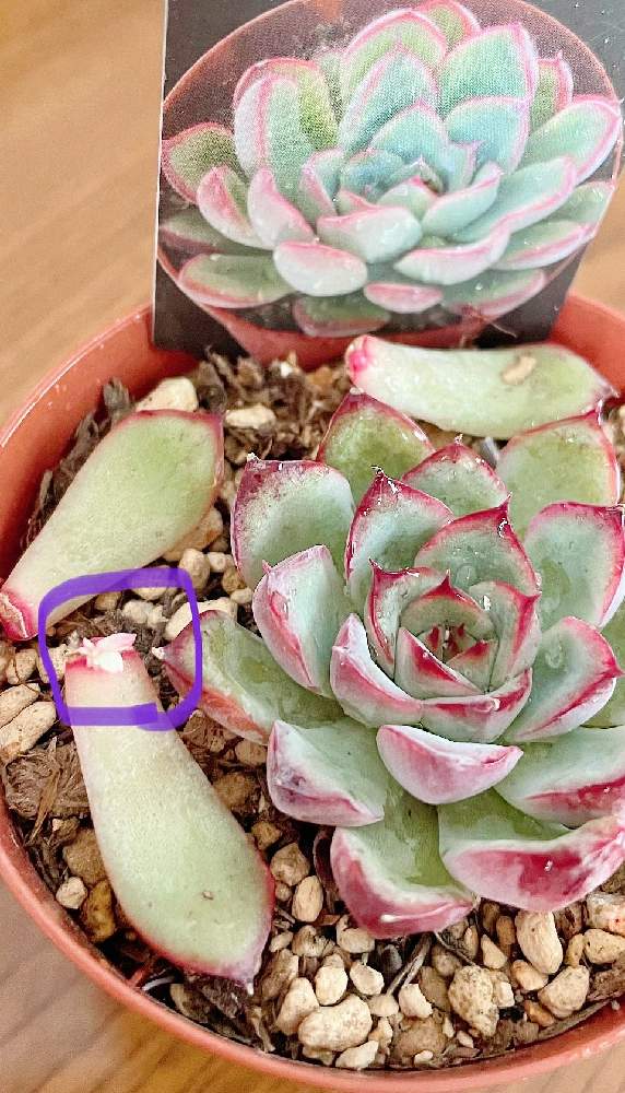 花うららの投稿画像 By あいあいさん 成長記録 月12月14日 Greensnap グリーンスナップ