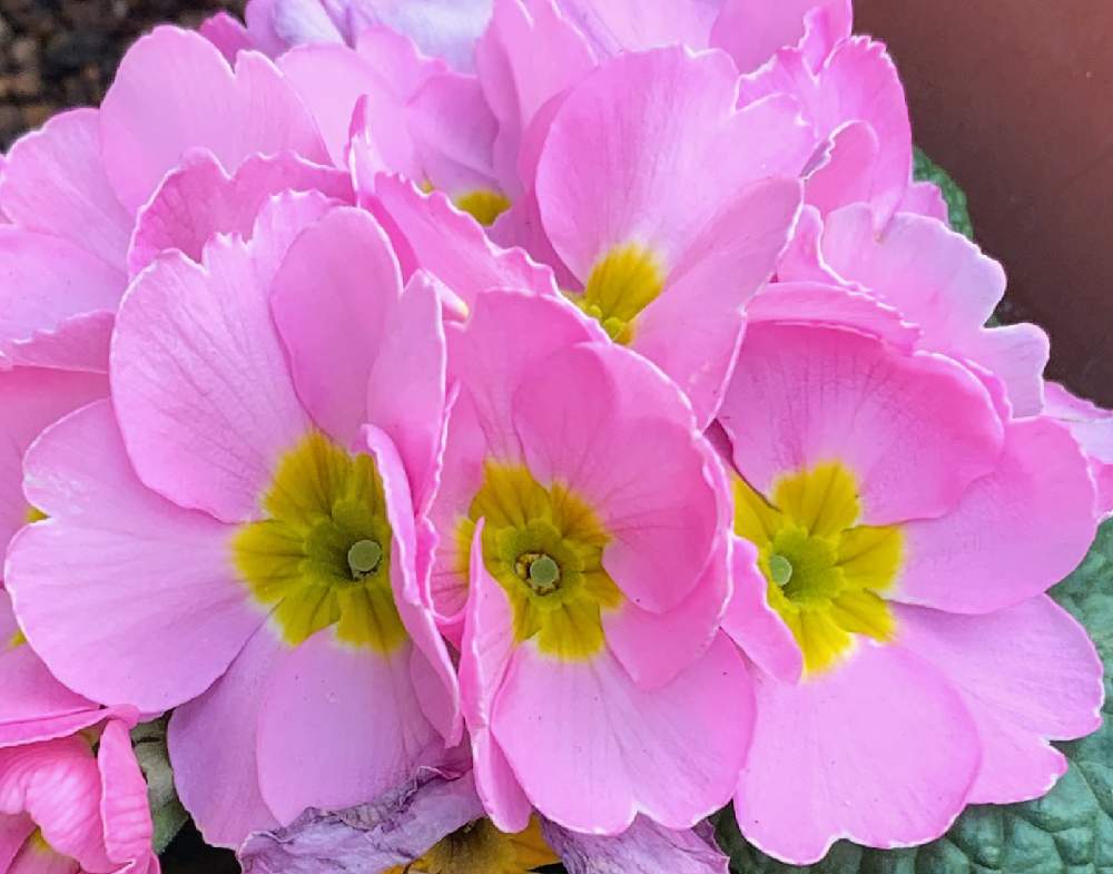 プリムローズの投稿画像 By Motochurchさん 月12月14日 Greensnap グリーンスナップ