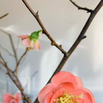八重咲きが可愛いの画像 by ろこたろさん | 部屋と八重咲きが可愛いとサーモンピンクの花とボケの花♡