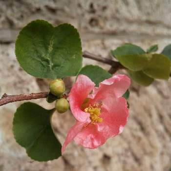 寒木瓜の投稿画像一覧 Greensnap グリーンスナップ