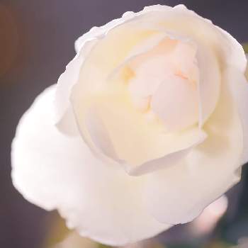 けんパパが育てる薔薇 2020の画像 by けんパパさん | 小さな庭とブル・ドゥ・ネージュとバラ、薔薇、ばらと無加工とパンジー苗ケース希望と無修正とCanon EOS Rと薔薇に魅せられてとCanon EF100mm F2.8Lマクロ IS USMと手作りの庭と【ちから配布】ガーデニング：カメラ＝５０：５０と新型コロナウィルスに負けるなとけんパパが育てる薔薇 2020とこんな時こそ花をと薔薇のある暮らし♡とおうち園芸とコロナに負けるな！とミラーレス一眼と月曜日にはバラをとGSでバラ園と1,000万枚突破とバラを楽しむとバラ・オールドローズ