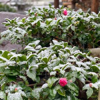 いいね❤️ありがとうの画像 by 椿さん | 小さな庭とサザンカと初雪といいね❤️ありがとう