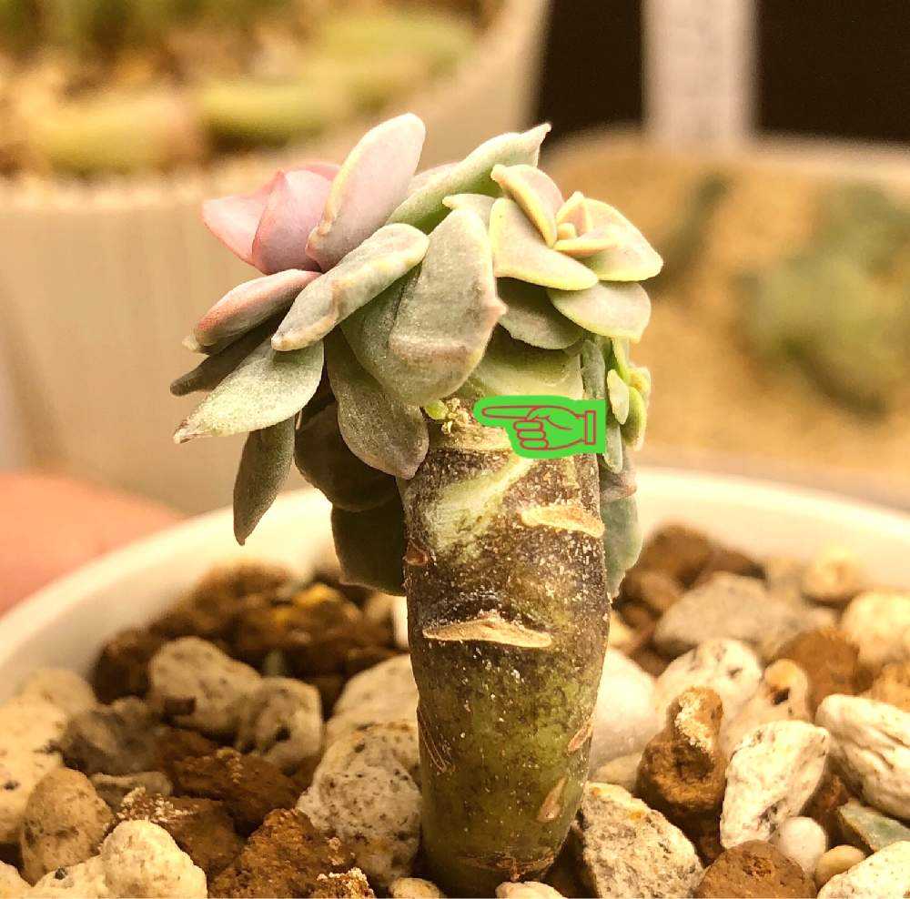 ＊ 9個セット ウエストレインボー 多肉植物 農園直売 多肉植物 寄せ植え エケベリア属 ウエストレインボー（小）錦　抜き苗 観葉植物 インテリア　多肉専門verve | 多肉専門VERVE