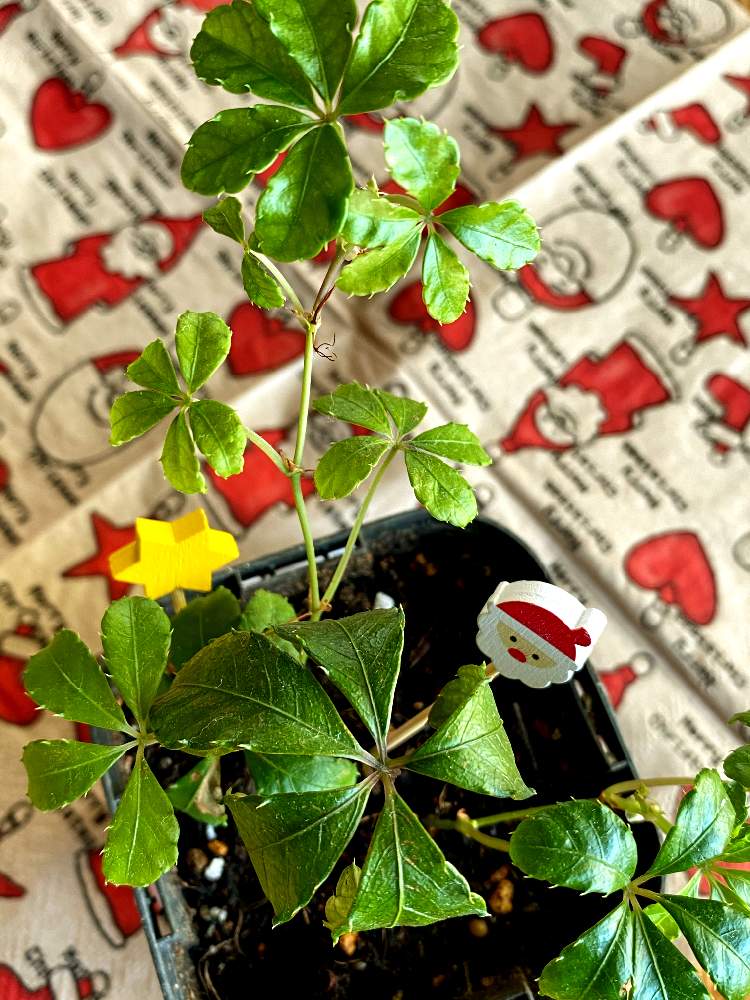 シュガーバインの投稿画像 By ししおどしさん クリスマスと葉っぱと垂れ下がる系とxmas 月12月14日 Greensnap グリーンスナップ