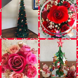プリザーブドフラワー バラ,クリスマス,赤い花,ピンクの花,薔薇♪の画像
