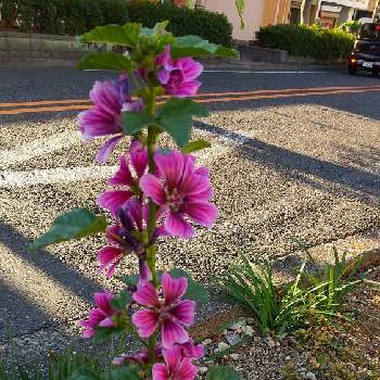 むーむーのアルバム Greensnap グリーンスナップ むーむーのアルバム Greensnap グリーンスナップ