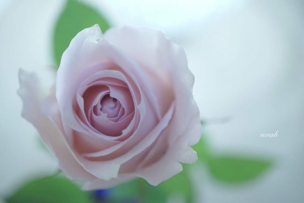 リメンブランスの投稿画像 By Noahさん 植物のある暮らしとばら バラ 薔薇とピンクの花とありがとう とおうち時間と癒しと月曜日にはバラ をと花のある暮らしとバラ ミニバラとマクロレンズとミラーレス一眼 月12月14日 Greensnap グリーンスナップ