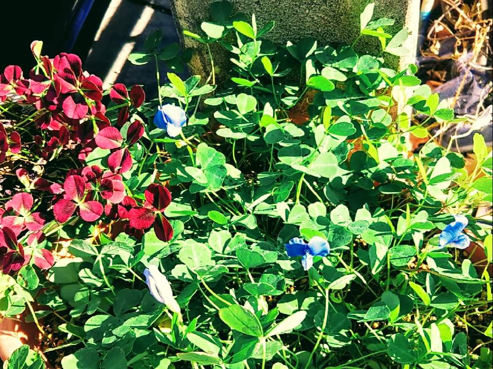 クローバーの投稿画像 By 南の風さん ブルークローバーとブルークローバー Parochetus Communis とマメ科と寒さに強いと青い花 と今日のお花とかわいい色とブルーの花と青い花マニアとグランドカバーと高山植物類とブルークローバーのお花と池袋で買った植物 月12月