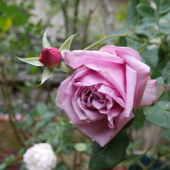 ベラドンナの画像 by junoさん | 小さな庭とベラドンナと薔薇愛同盟と大輪とno green no lifeと四季咲きとGSでバラ園と花のある暮らしとバラ・ミニバラ
