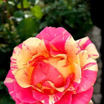 少し濃いピンクのお花〜*の画像 by EMIさん | お出かけ先とばら バラ 薔薇と花のある暮らしとお散歩と黄色いお花と少し濃いピンクのお花〜*