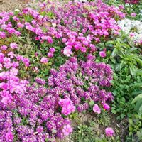 スイートアリッサム の画像