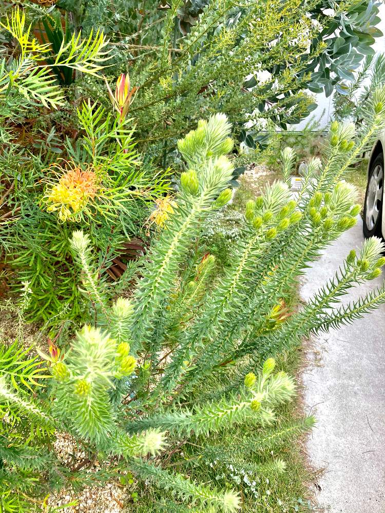 フィリカ プベッセンス ワフトフェザーの投稿画像 By Kiisantaさん ネイティブプランツとグレビレア ピーチズアンドクリームと花 のある暮らしとオージープランツとシルバーリーフと小さな庭とフィリカ プベッセンス ワフトフェザーとネイティブプランツとグレビレア