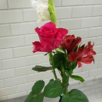 バラ ライラの投稿画像一覧 Greensnap グリーンスナップ