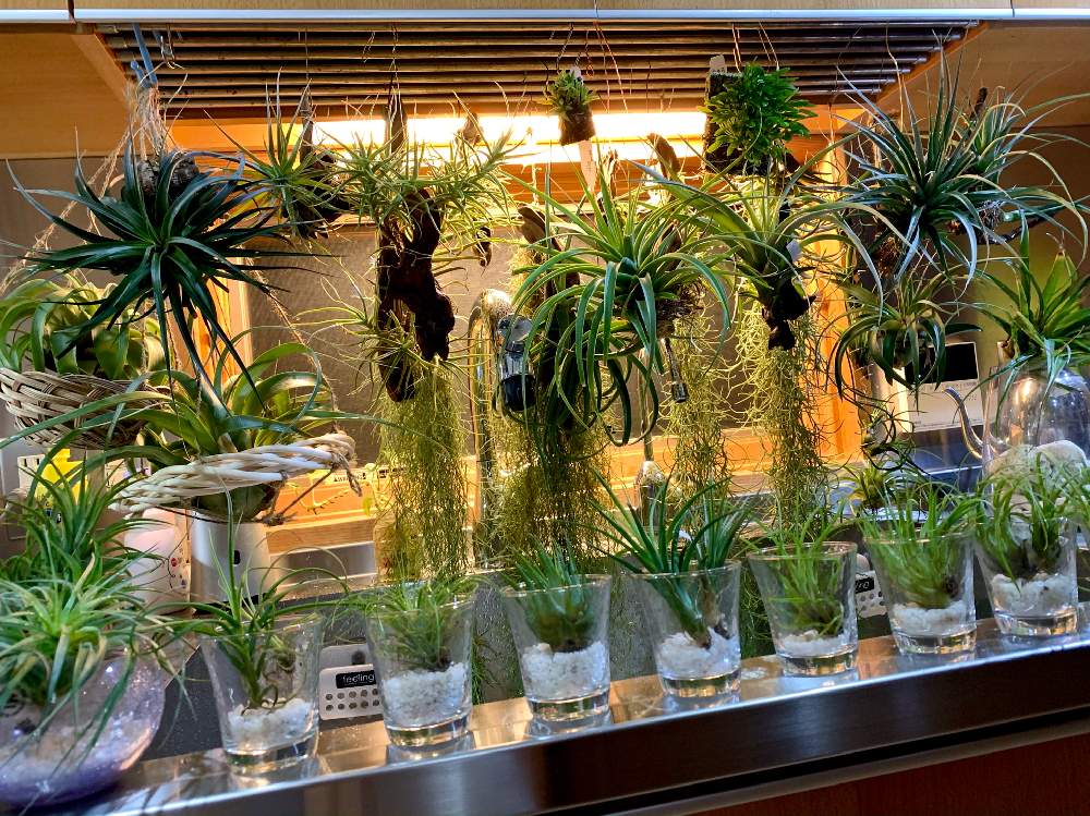 エアプランツ イオナンタの投稿画像 By Greenroseさん 観葉植物と水やりとgs映えと植物とgs日和とおうち園芸と植中毒とチランジア属とリビングとかわいいな とgreen Up とエアプランツとインテリアグリーンとエアープランツ チランジア 月12月14日 Greensnap