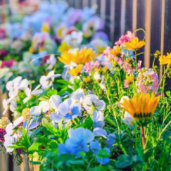 ビデンス ハッピーエンパイアの画像 by マッキーコーチンさん | 小さな庭とビオラとビデンス ハッピーエンパイアと寄せ植えと初心者と植物男子とおうち園芸