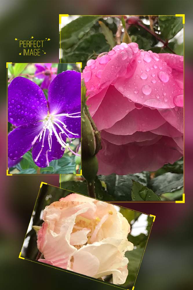 ノボタンの投稿画像 By ちりめんうさぎさん バラとフヨウと花散歩とピンクの花と花壇と河川敷と白い花と花探しと紫の花 月12月15日 Greensnap グリーンスナップ