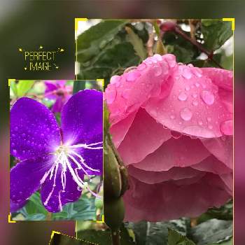 花探しの投稿画像一覧 Greensnap グリーンスナップ