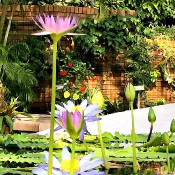 すいれんの花の画像 by 世津ちゃんさん | すいれんの花と水性植物公園水の森