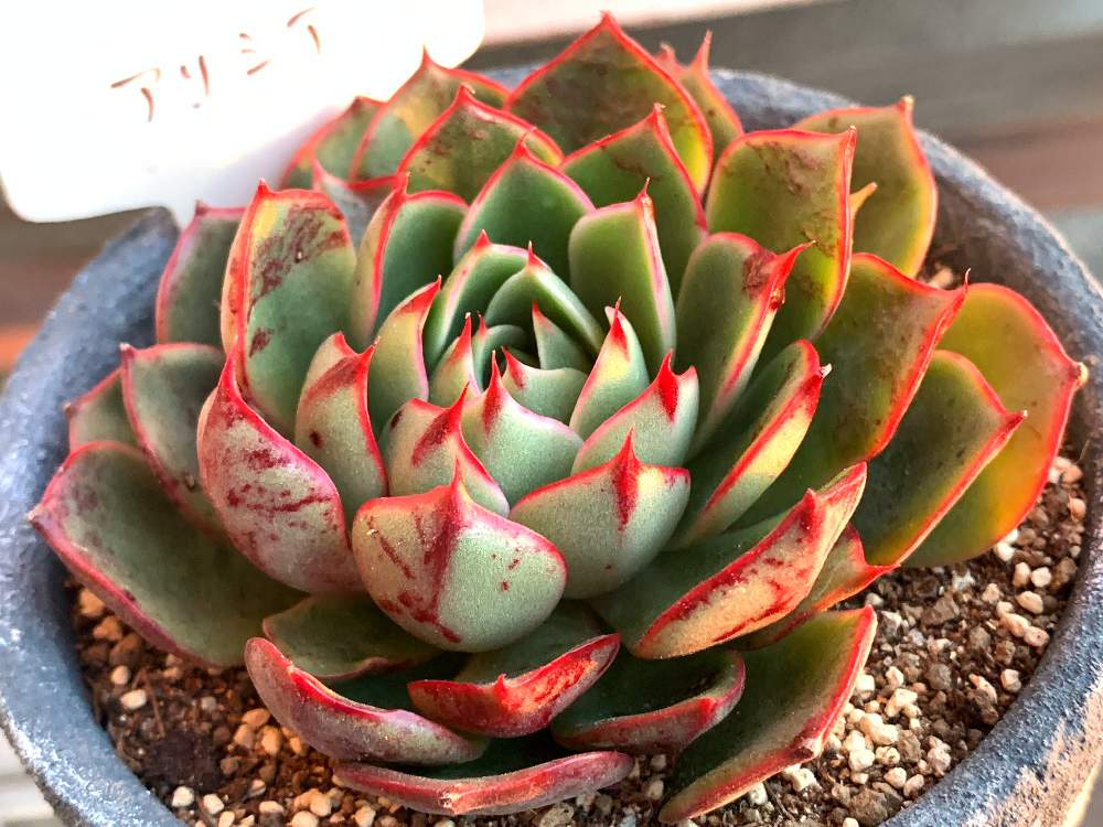 多肉植物の投稿画像 By Kiyoさん 多肉紅葉とアリシア と血斑 月12月15日 Greensnap グリーンスナップ