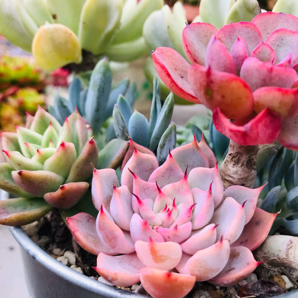 ピンクザラゴーサの投稿画像 By ちっちさん エケベリア ギャラクシーとブルースパ レインドロップス交配と紅葉多肉とトット シーンズさんとトット産 月12月15日 Greensnap グリーンスナップ