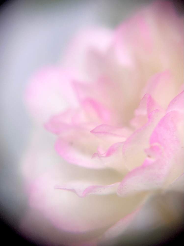 薄ピンクの花の投稿画像 By ヒーちゃんさん ミネラル麦茶と温活と赤ちゃん 月12月15日 Greensnap グリーンスナップ