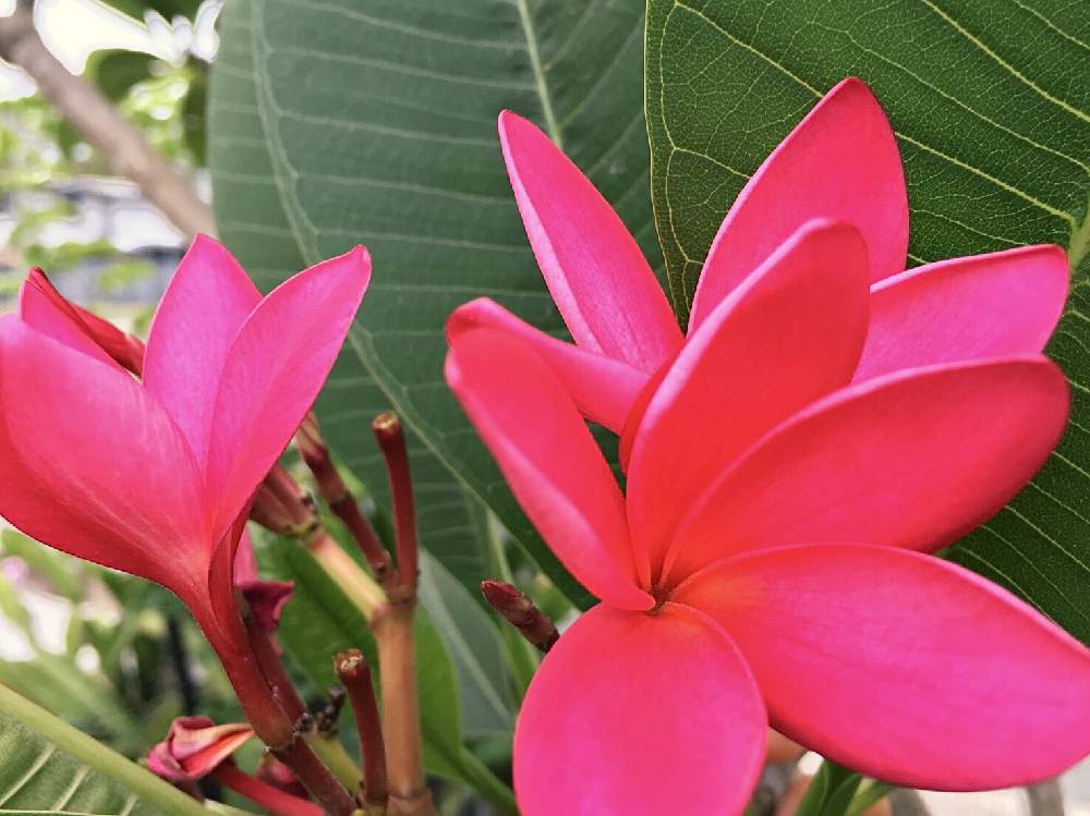 南の国からの投稿画像 By レモングミさん I Chibaと南の国からとi Chiba 月12月15日 Greensnap グリーンスナップ Greensnap グリーンスナップ