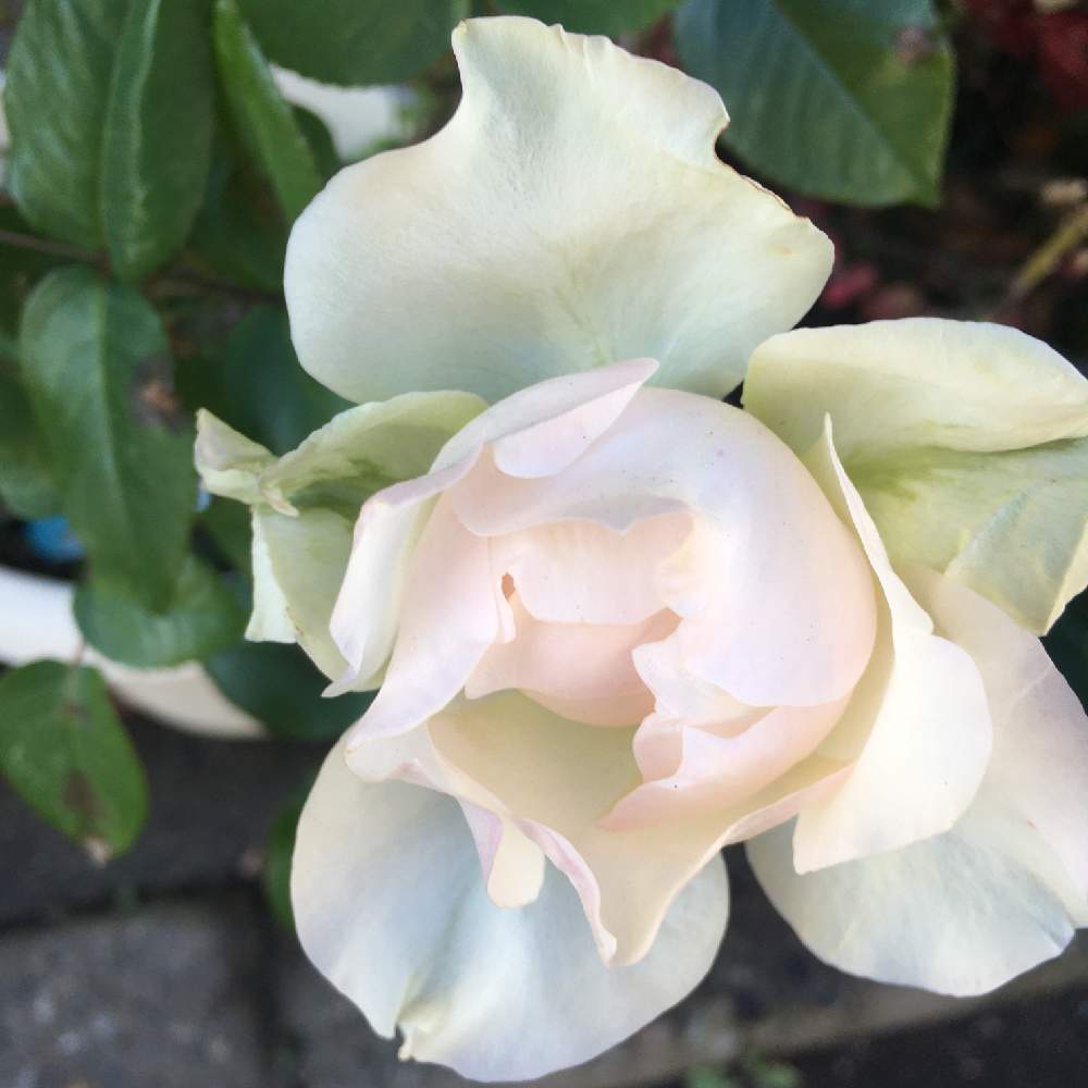 クロッシェの投稿画像 By つぶあんさん 大きな蕾と秋薔薇とばら バラ 薔薇と蕾が2こ 月12月15日 Greensnap グリーンスナップ