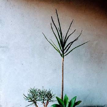 アロエラモシッシマ,アガベ・アテナータ,アロエ バイネシー,アロエ科,珍奇植物の画像