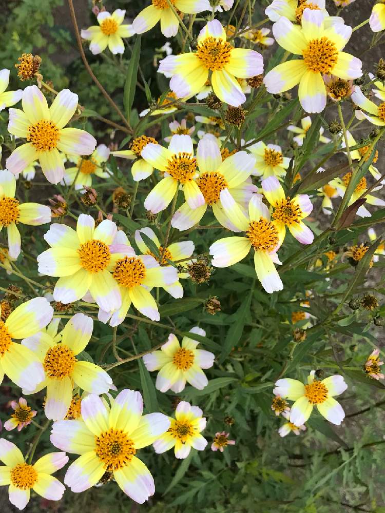 ウインターコスモスの投稿画像 By 和ちゃんやでさん 月12月15日 Greensnap グリーンスナップ