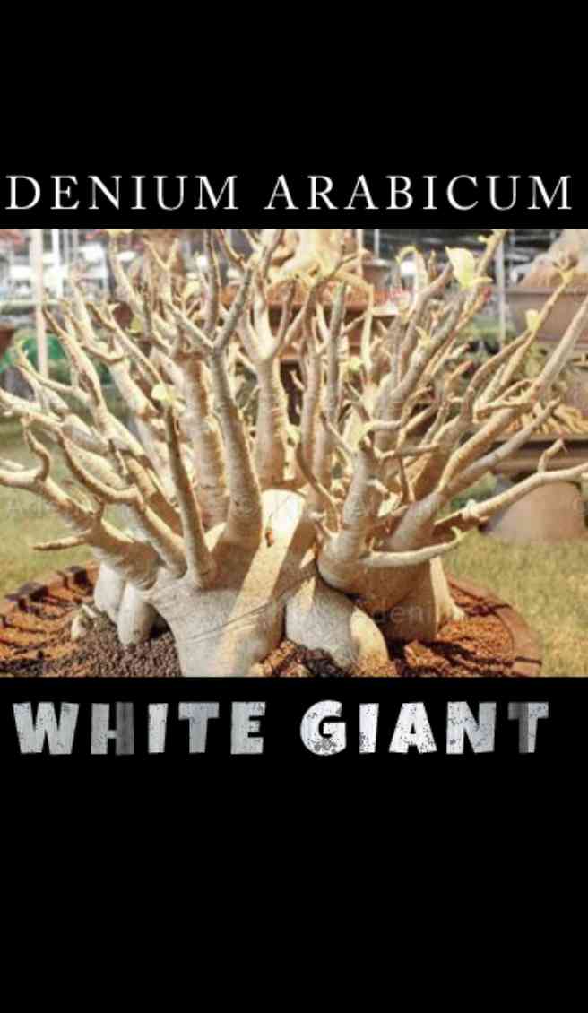 アデニウム・アラビカム 'ホワイトジャイアント'を育ててみるよ